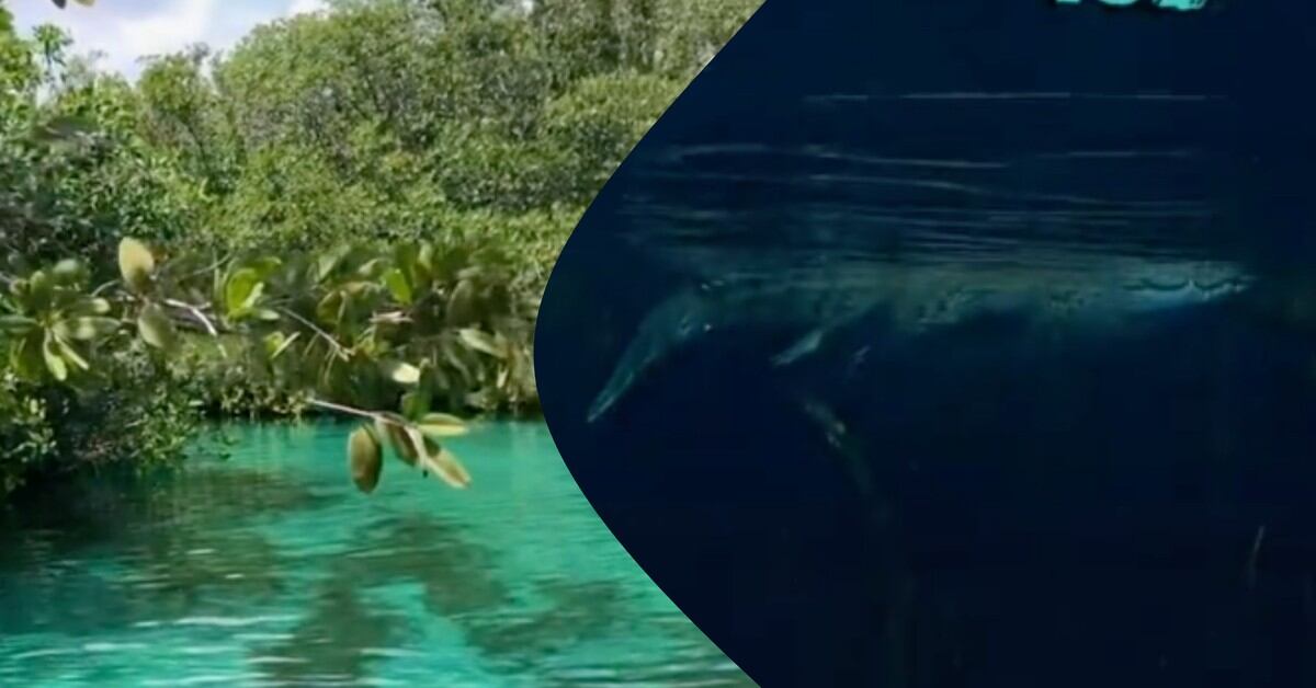 Cocodrilo sorprende a turistas que exploraban cenote en Tulum (VIDEO)