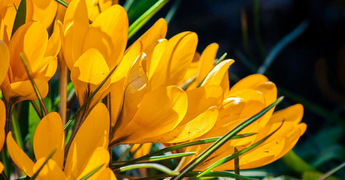 Qu Significan Las Flores Amarillas Te Decimos El Significado Del Bonito Regalo Del De Marzo