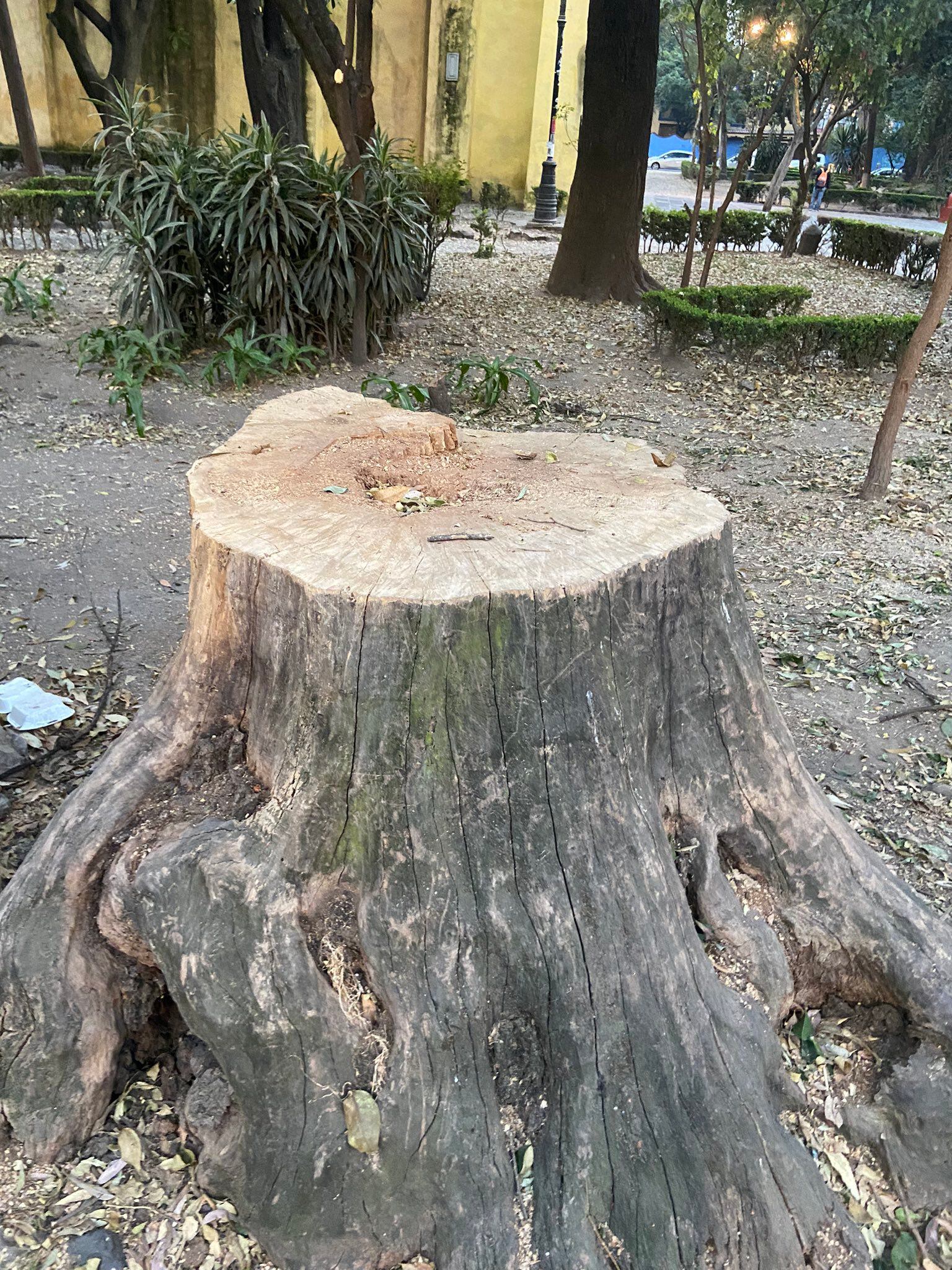 CDMX: denuncian tala de arboles en alcaldía Coyoacán