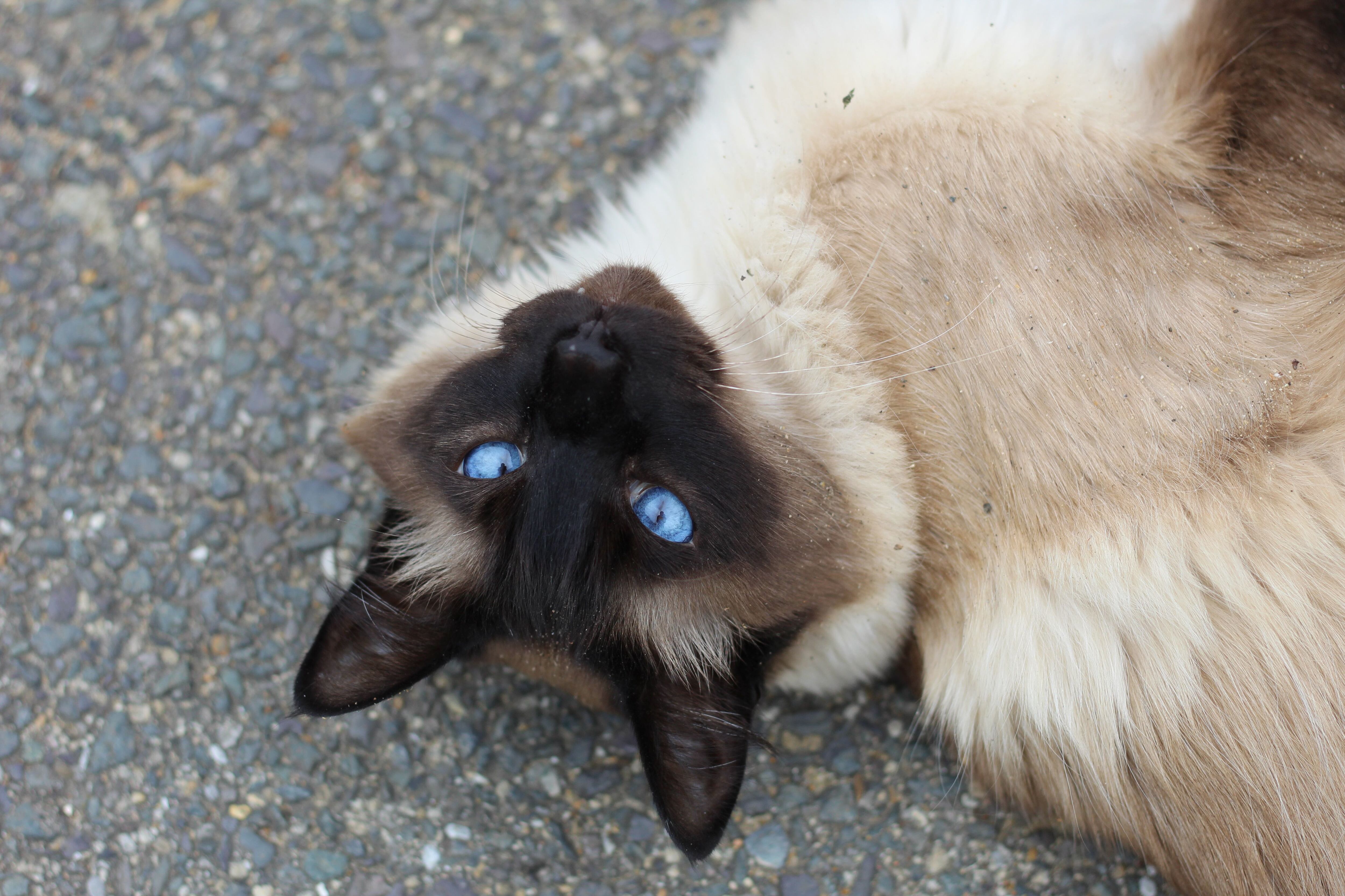 Cómo y por qué cambian de color los gatos siameses?