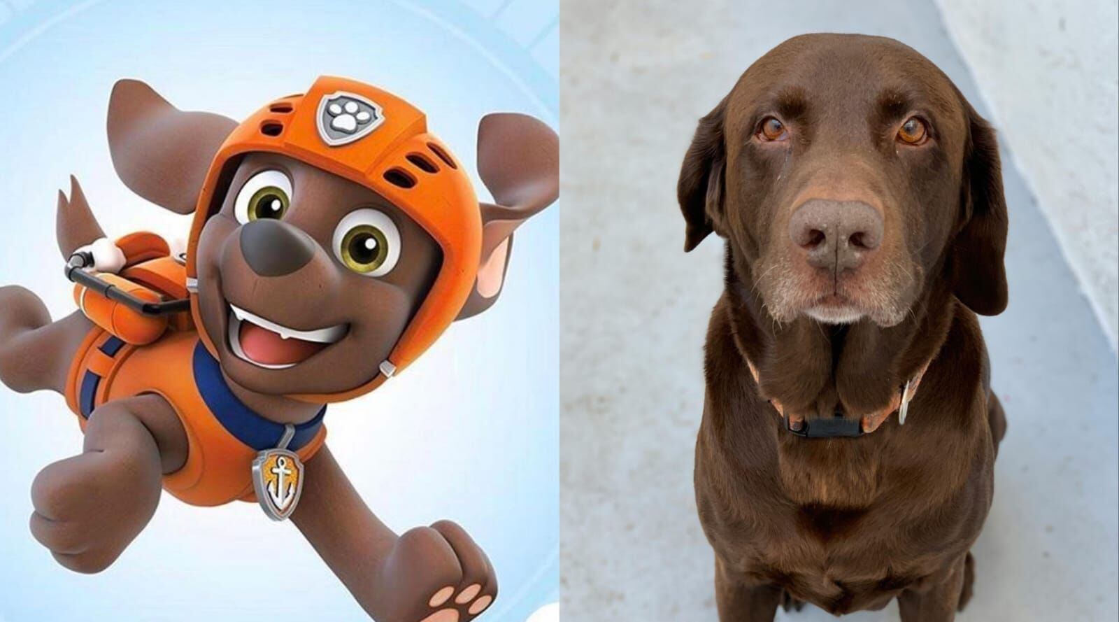 Cómo son los perros mestizos? 6 características que definen a Rocky, perro  sin raza de Paw Patrol