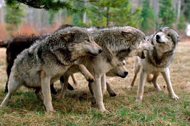 Las habilidades sociales de los lobos garantizan su supervivencia y  previenen conflictos