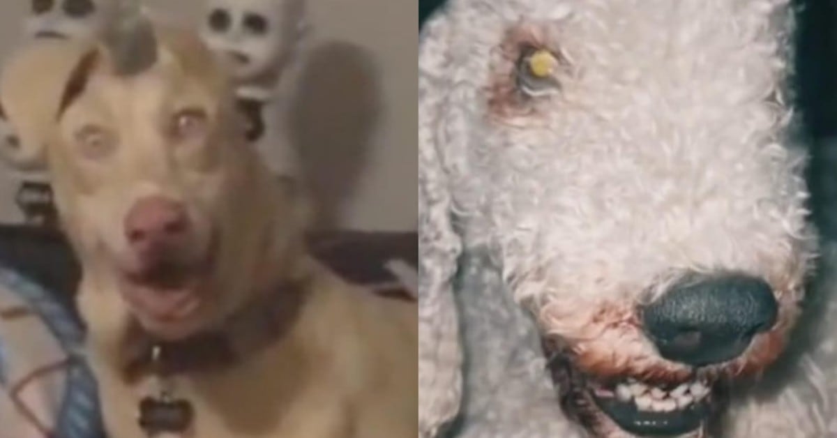 ¿perro O Skinwalker Una Teoría Se Hace Viral En Tiktok Con Perturbadores Videos 