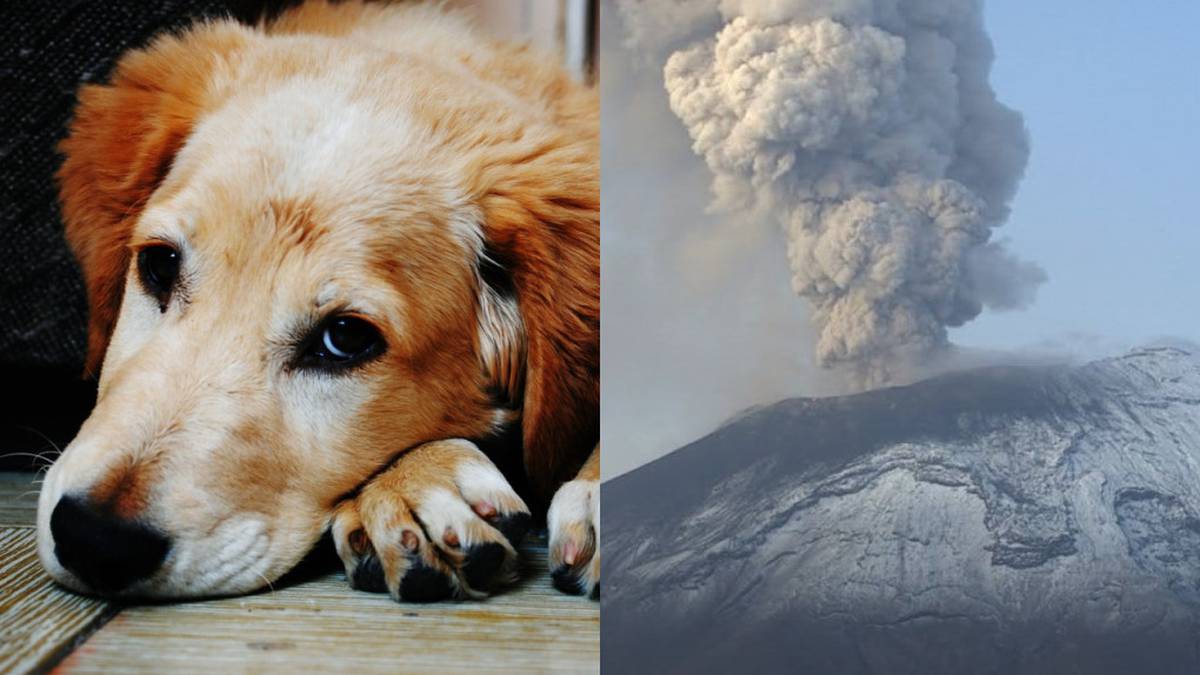 Las huellas de los animales en las cenizas del volcán