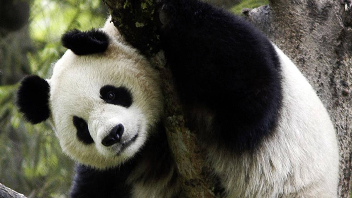 Dónde y Cómo VIVEN los OSOS PANDA? 🐼🎋 (Hábitat del Oso Panda