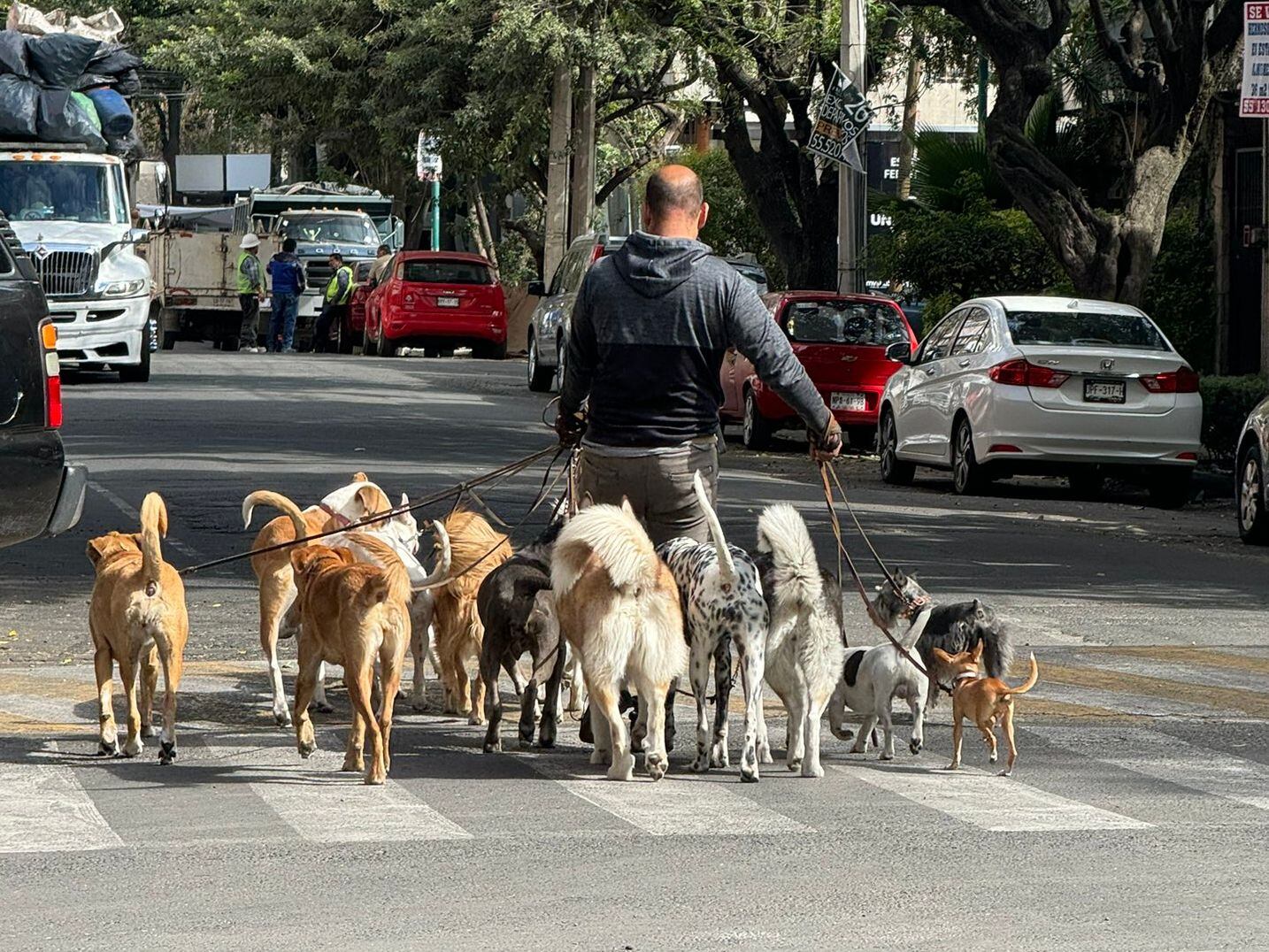 puedes traer perros a costco