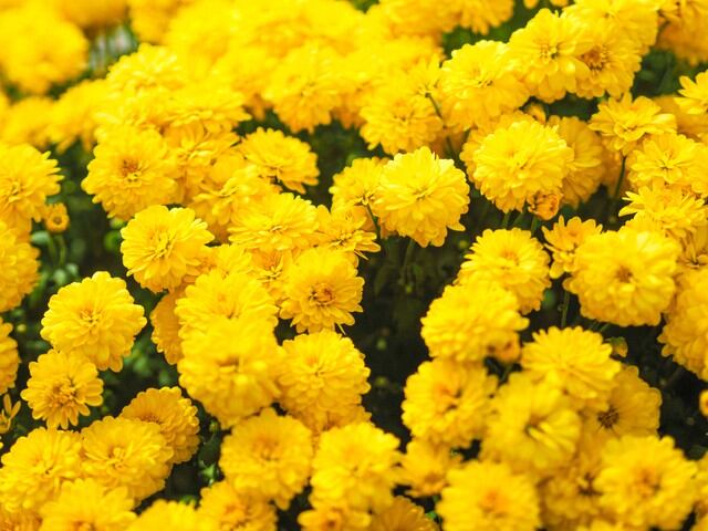 Qu Significan Las Flores Amarillas Te Decimos Por Si Vas A Regalar Un Ramo El Mi Rcoles De