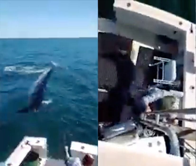 El sorprendente tiburón duende hallado en el Mediterráneo podría ser un  simple juguete