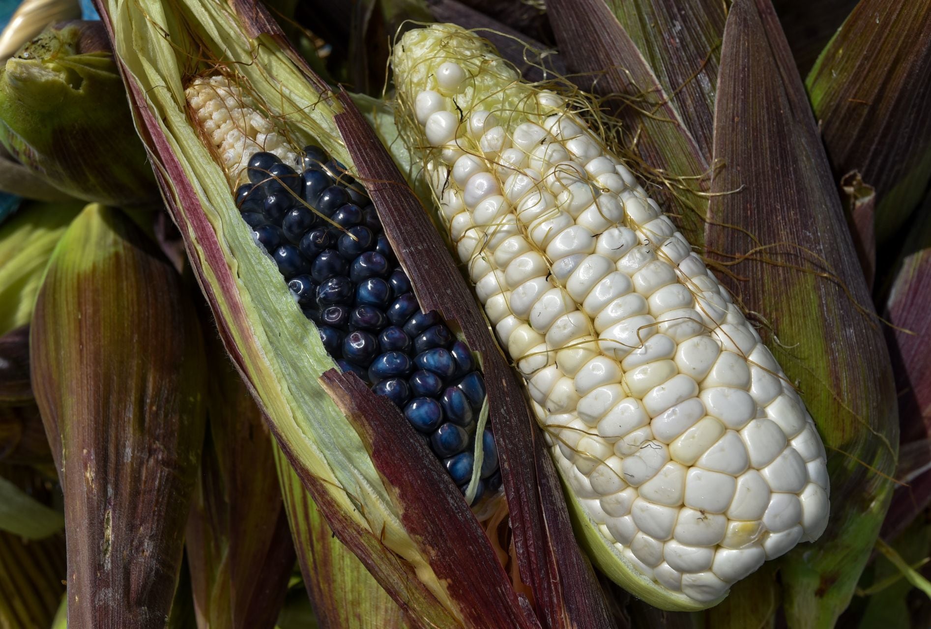 Ya viene la Feria del Elote