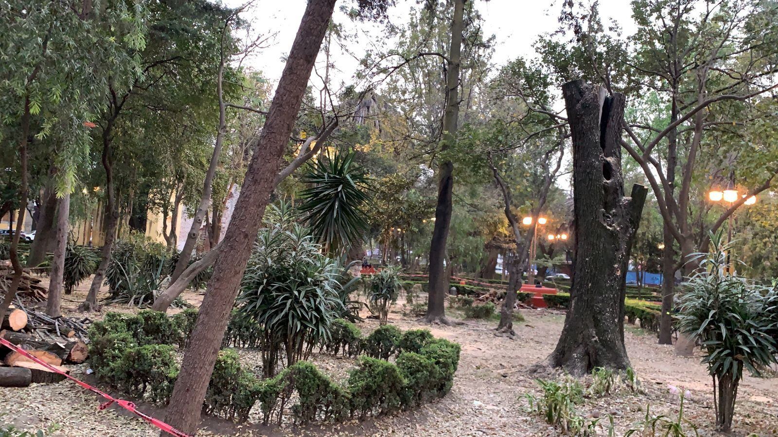 CDMX: denuncian tala de arboles en alcaldía Coyoacán