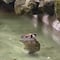 La historia de la capibara que se hizo viral en TikTok por su peculiar forma de nadar