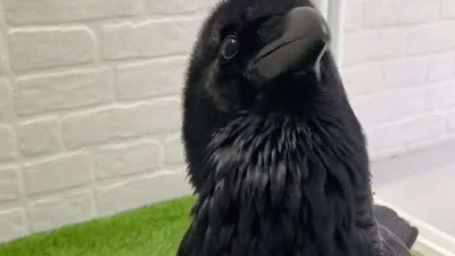 Cuervo sabe decir "hola" y aterroriza a TikTok