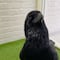 VIDEO: Este cuervo sabe decir “hola” y TikTok está aterrorizado