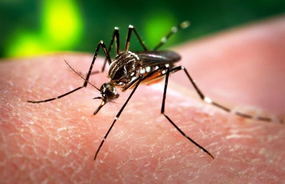 Virus del Zika es transmitido por el mosquito Aedes Aegypti