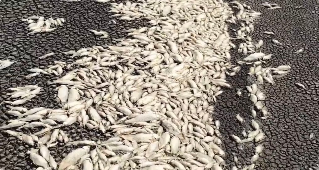 Mueren miles de peses por sequía en la Laguna de Bustillos, en Chihuahua