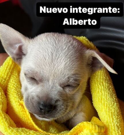 Perrito 'Alberto' adoptado por Mariana Rodríguez