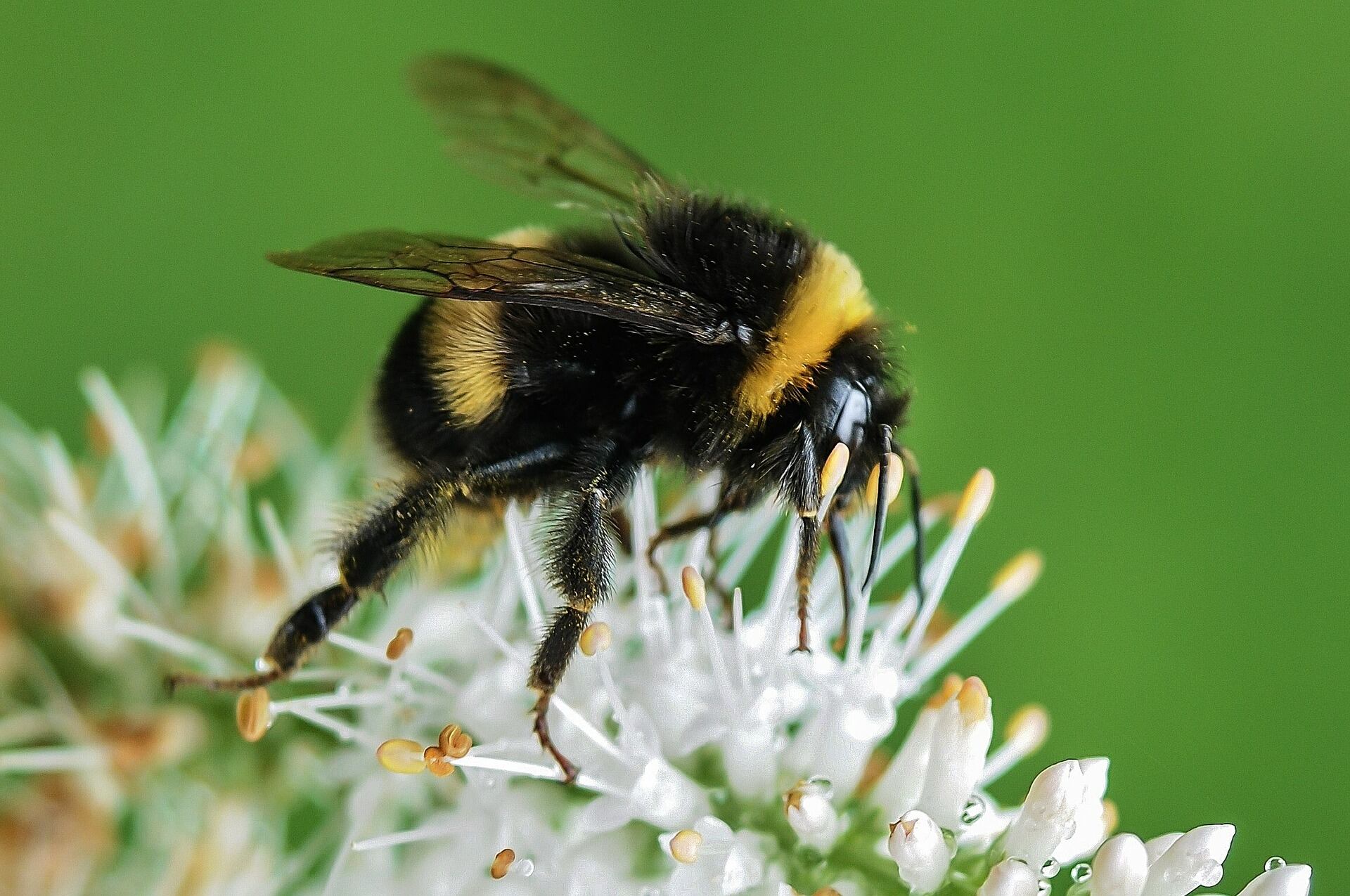 Los abejorros enfrentan la amenaza del cambio climático
