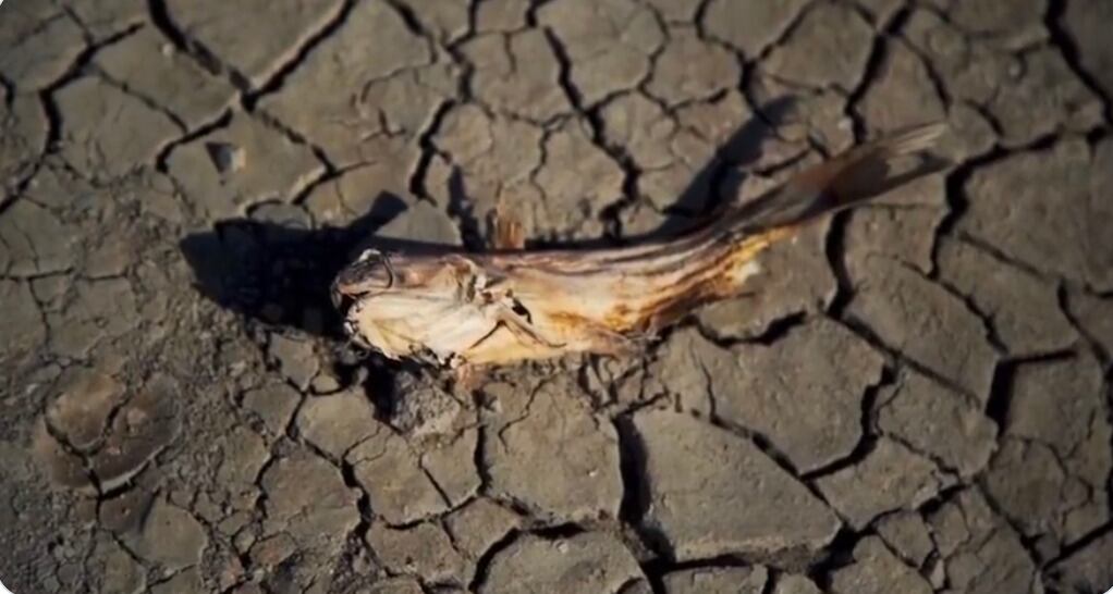 Mueren miles de peses por sequía en la Laguna de Bustillos, en Chihuahuae