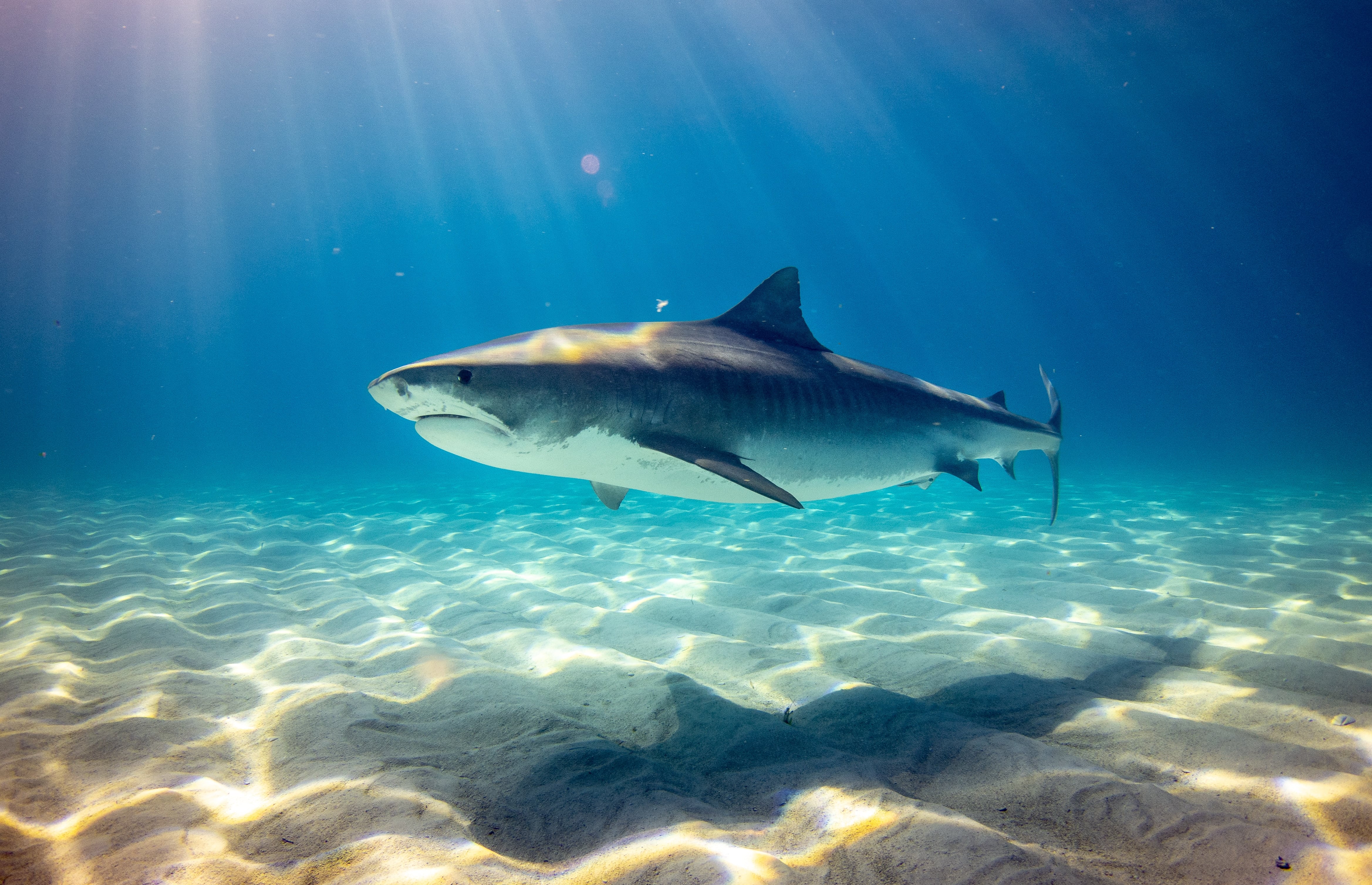 Este 14 de julio se celebra el Día del Tiburón