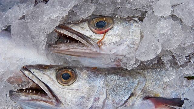 Pescado contaminado con Anisakis provoca alerta sanitaria en la Unión Europea