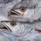 Alerta Sanitaria Anisakis: Esto se sabe del llamado de la Unión Europea por un pescado contaminado