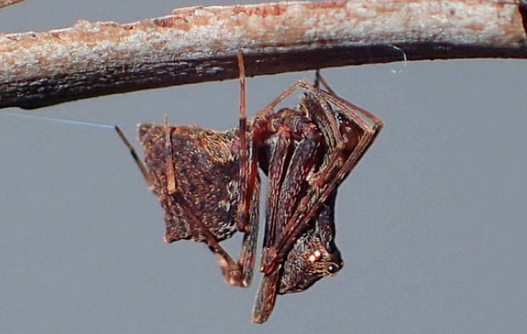 Nueva araña descubierta en Australia