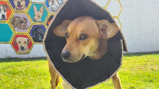 Navi, perrito rescatado en Metro CDMX