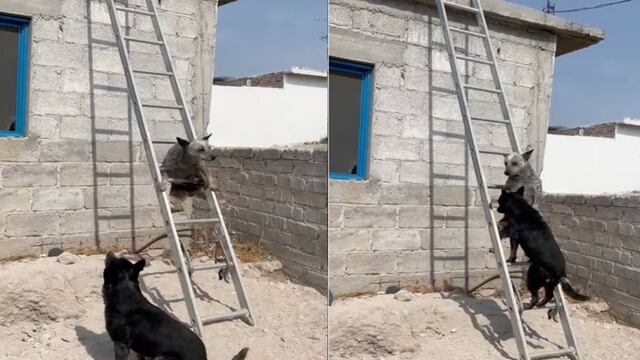 VIDEO: Bluey de la vida real casi se cae de escalera y desata polémica en TikTok