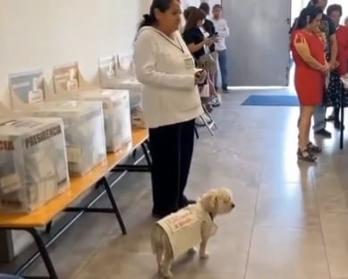 Perrita Daisy chambeando en las elecciones Puebla 2024 como funcionaria de casilla