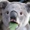 Koalas son declarados oficialmente como especie “amenazada” en Australia