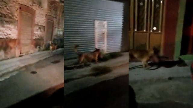 Perro lleva cabeza humana en su hocico por calles de Zacatecas