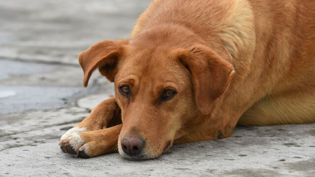 Perros y otras mascotas de México tendrán acceso a veterinarias públicas