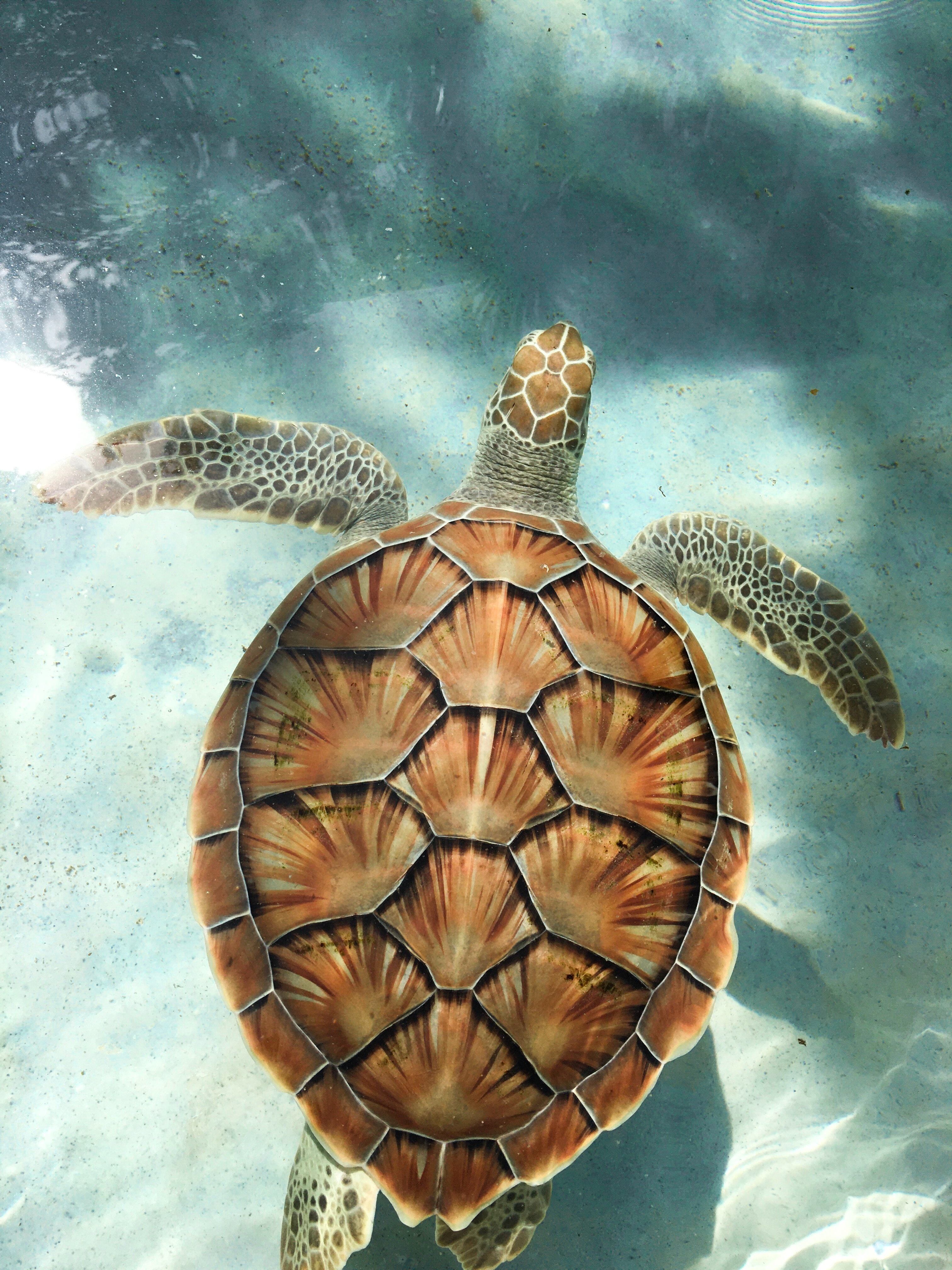 Este 16 de junio se celebra el Día Mundial de las Tortugas Marinas