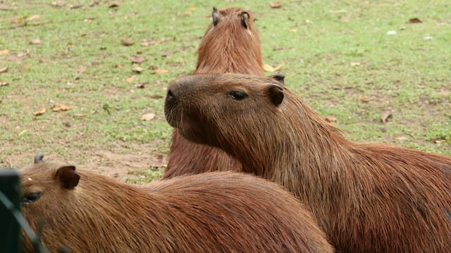 ¿Dónde ver capibaras en CDMX?