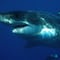 Playa de Brasil reporta 2 ataques de tiburón con heridos de gravedad