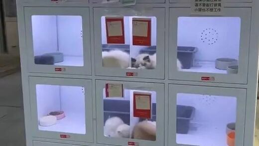 ¿Venden gatos en máquinas expendedoras de China? Esto sabemos