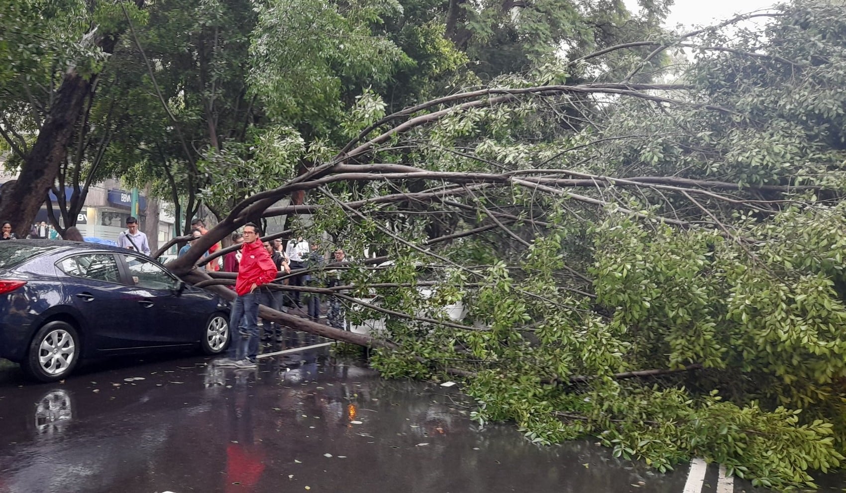 ¿Qué pasó en Coyoacán? Árbol de 25 metro cayó sobre un par de autos