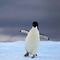 Gripe aviar en la Antártida está matando a miles de pingüinos y todavía no sucedería lo peor