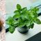 4 plantas aromáticas que sirven para deshacerse rápido de las chinches y no son tóxicas