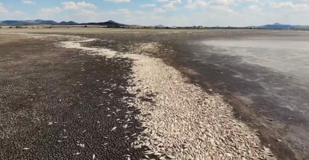 Mueren miles de peses por sequía en la Laguna de Bustillos, en Chihuahua
