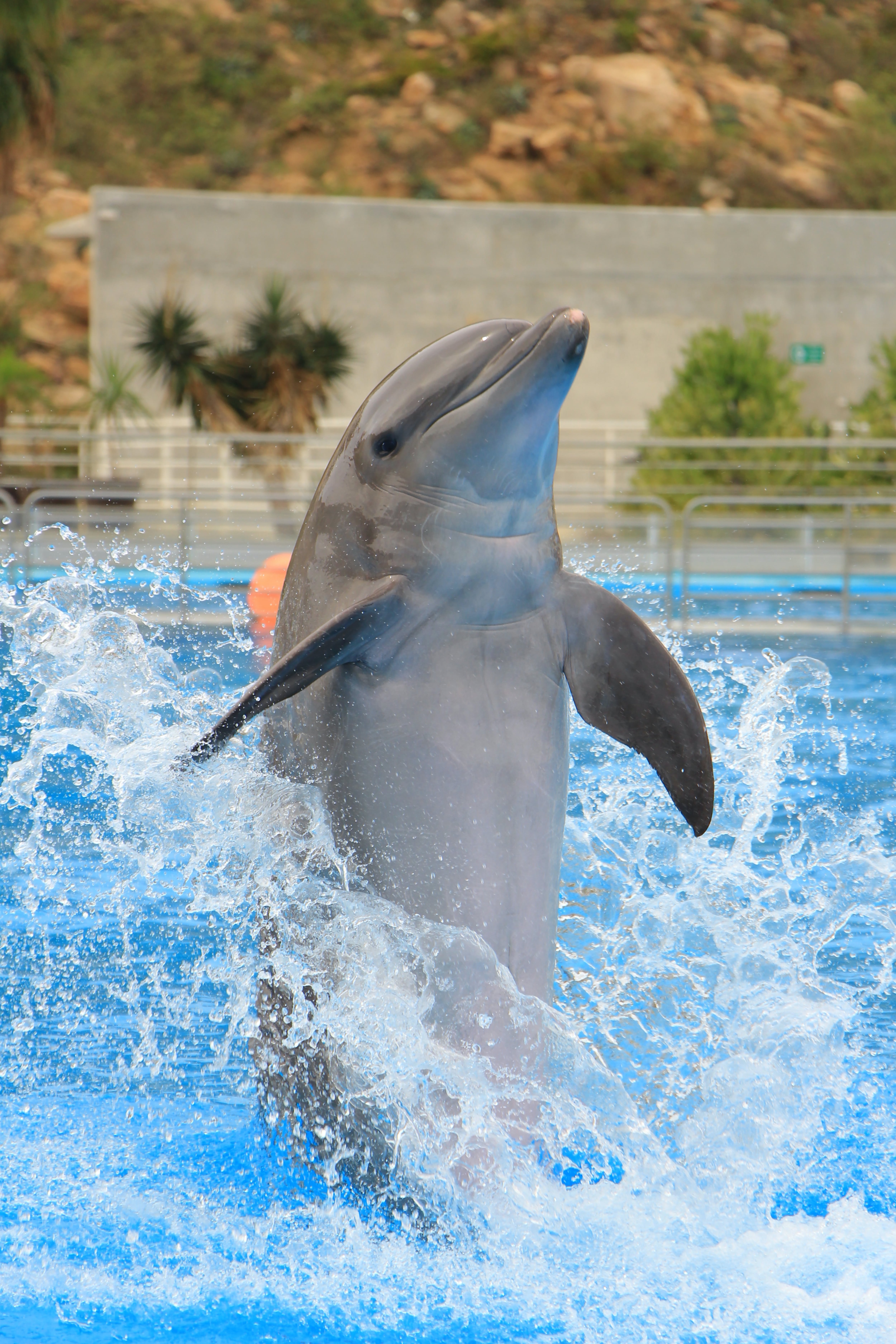 Este 4 de julio se celebra el Día Mundial de los Delfines en Cautiverio