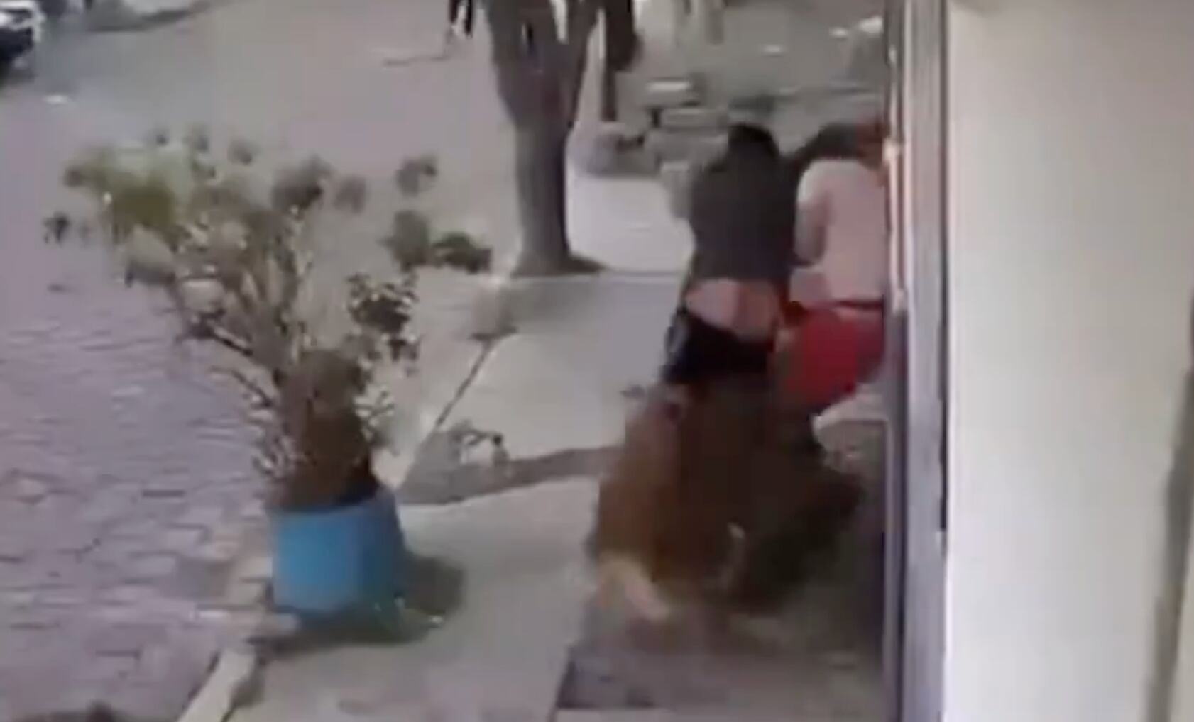 Perros atacan a jóvenes en Metepec, Estado de México