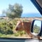 Vaca muestra el camino a un conductor y se hace viral