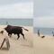 VIDEO: Un toro en la playa embistió a turistas mientras era perseguido por unos perros, pero no es la primera vez