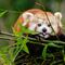 El panda rojo entra a la lista de especies en peligro de extinción