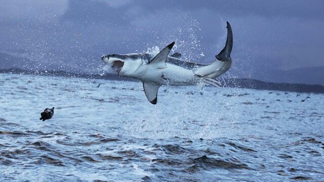 Tiburón blanco, imagen ilustrativa