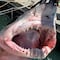 Uruguay: Cazan a especie de tiburón en peligro de extinción
