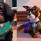 Filtro de Paw Patrol en TikTok para convertir a tu perro en un personaje de la caricatura