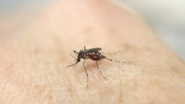 Latinoamérica está en alerta por enfermedad provocada por picadura de mosquito