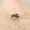 Indonesia: Mosquitos infectados con una bacteria redujeron los casos de dengue